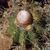 Melocactus acunae ssp lagunaensis Rio Jojo, Cu.jpg